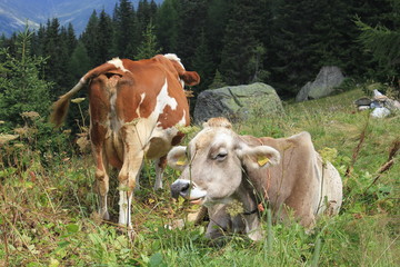 A brown and a white cow in the high grass 
