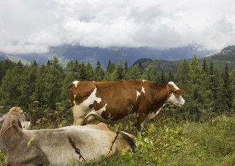 Fototapeta na wymiar A brown and white cow in the high grass in the summer