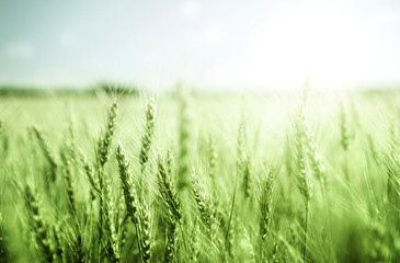 Fototapeta premium green wheat field and sunny day