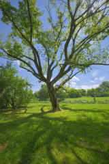 Fototapeta na wymiar Summer fields with lonely tree