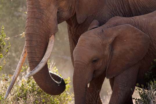 Elephants at Tsavo National Park