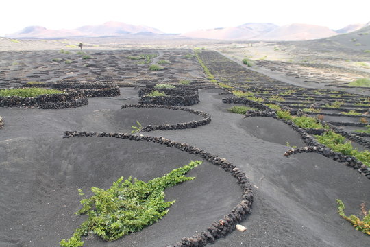Agricultura volc&aacute;nica
