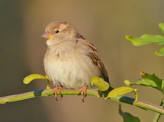 Sparrow