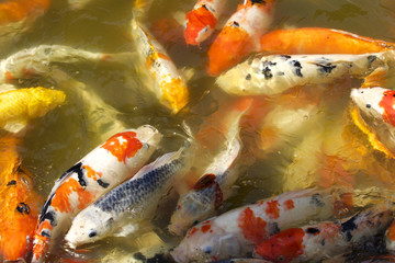 Carp in the pond