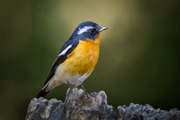 Close up of Mugimaki flycatcher (Ficedula mugimaki) in nature