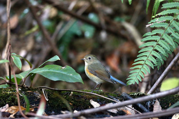 ルリビタキ　２