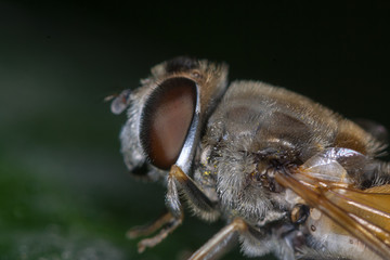 particular of a fly