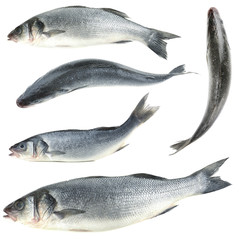 Collage of fresh fishes, isolated on white