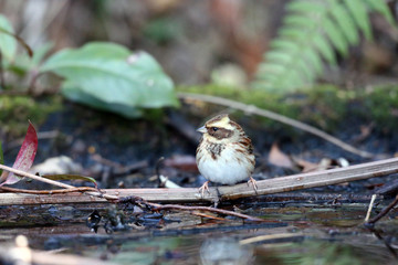 ミヤマホオジロ