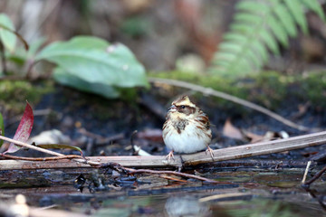 ミヤマホオジロ