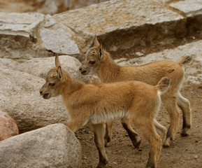 little baby goats on field in spring