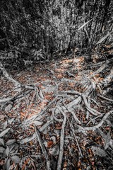 Tangled of Tree roots spreading wide