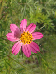 pink flower