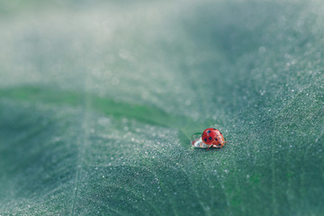 lady bug on leaf water drops