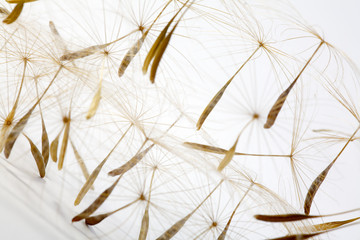 Obraz premium Weed seeds