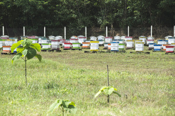 Beehives in bee farm