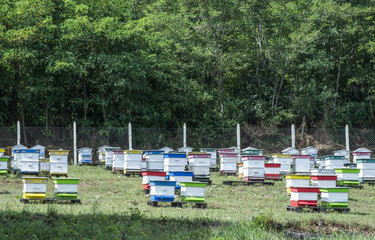 Beehives in bee farm