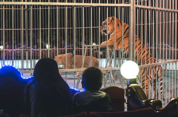 Obraz premium Tygrys w cyrku