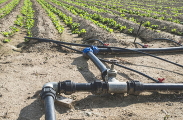 Watering tubes on lettuce