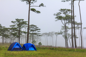Camping in pine forest and mist