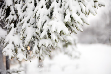  Snow-covered fir in the park