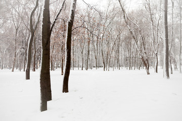 Winter snowy day in park