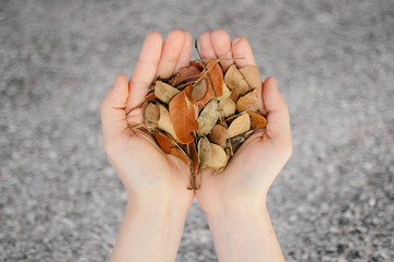Two hands human hold leaves dry life Concept , save world