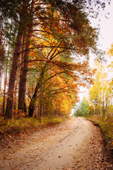 Colorful Autumn Trees In Forest