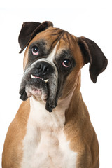 Fototapeta premium Boxer