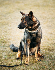 German Shepherd Dog Close Up