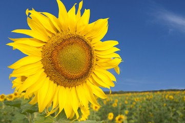 sunflower field and blue sky, summer time