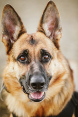 German Shepherd Dog Close Up