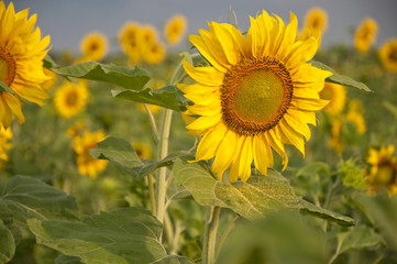 sunflower field and cloudy sky, summer time