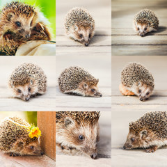 Hedgehog