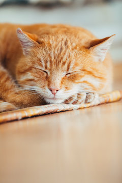 Peaceful Orange Red Tabby Cat Male Kitten Sleeping In His Bed On