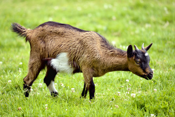 Brown juvenile goat on grass