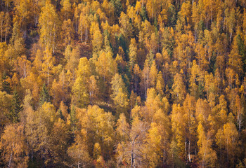Fototapeta premium Gold, autumn forest in Russia