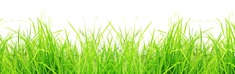 Grass