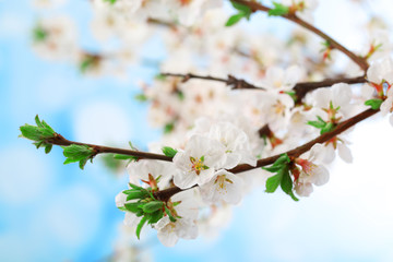Beautiful blooming branches, close-up, on light background