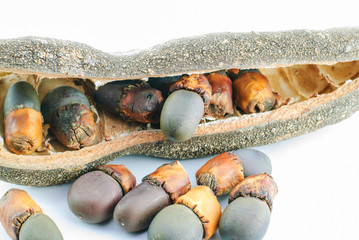 Afzelia Xylocarpa Craib Seeds