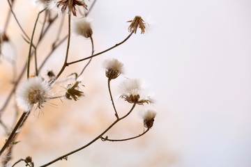 Dried wildflowers on light background