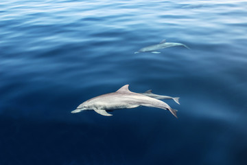 dolphin in the ocean © borisb17