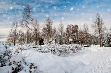 Obraz premium Winter landscape with snow covered