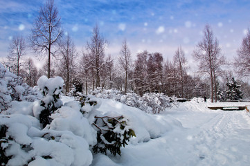 Beautiful park in winter landscape with snow covered