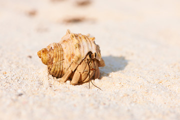 Hermit crab at beach