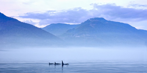Orque en paysage, épaulard ou orque, Orcinus orca