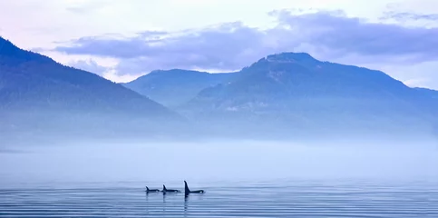 Foto auf Acrylglas Orca Schwertwale in Landschaft, Killerwal bzw Orca, Orcinus orca