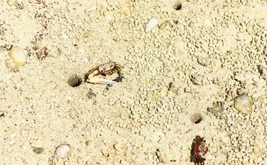 Fiddler crab at the mangrove