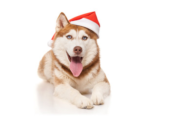 Redhead husky  with santa hat