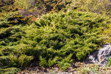 Evergreen juniper branches near the gray stone